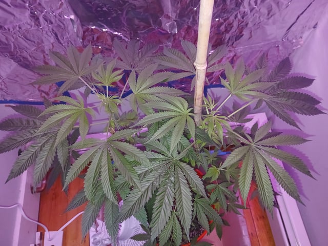 triangle kush  — flower, day 39