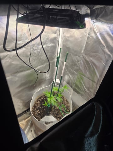 Looking for advice! — vegetative, day 24