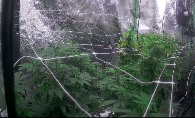 new bee's  — vegetative, day 78