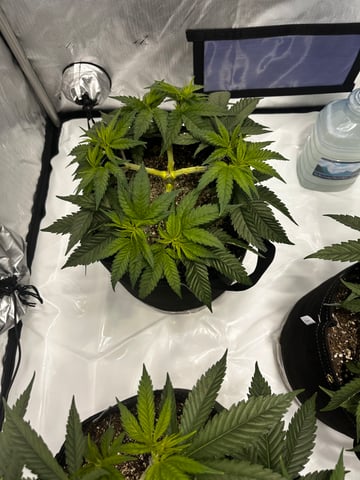 XJ-13 x Pennywise — vegetative, day 19