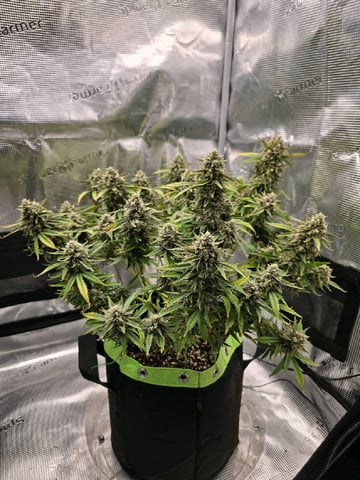 blue dream auto — flower, day 66