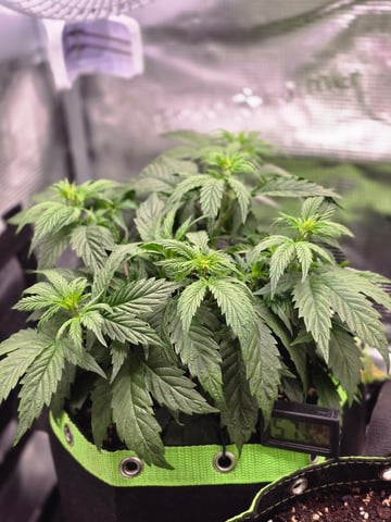 blue dream auto — vegetative, day 29