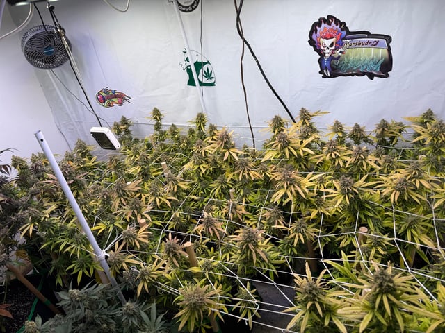 Indoor Grow  — flower, day 202