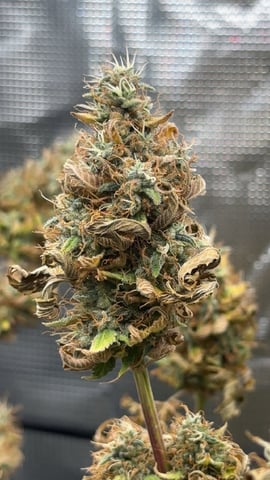 Blackberry Kush — flower, day 98