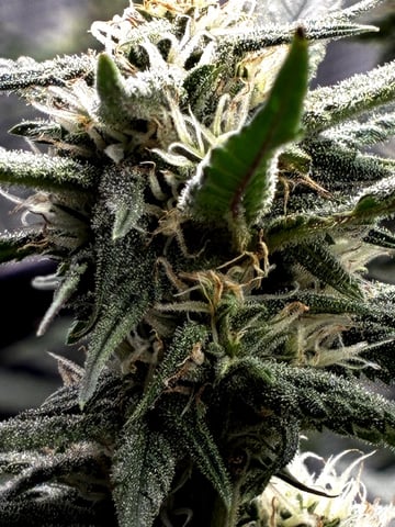 Blueberry critical kush x purple peyote wifi  and one L.a kush cake . — flower, day 55