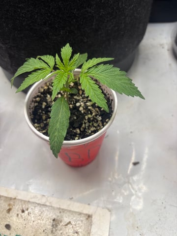 winter 25-26 — seedling_rooting, day 8