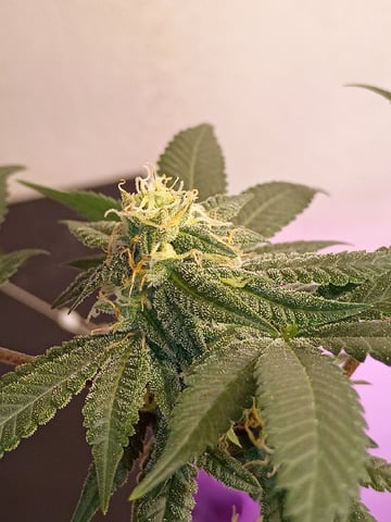 Poor Ivory — flower, day 145