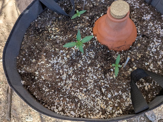 October Start — seedling_rooting, day 21