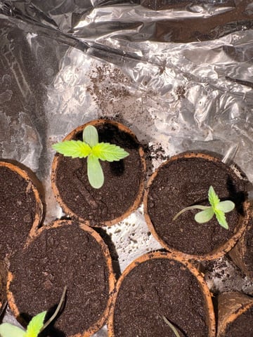 Muliflex — seedling_rooting, day 3