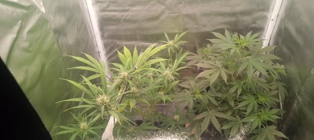 frst grow tent grow — vegetative, day 54