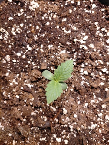 SUMMER 2026 — grow_setup, day 2