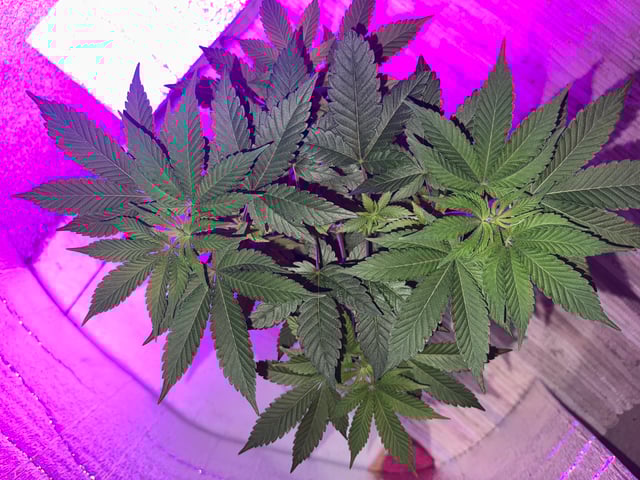 OG Kush — vegetative, day 5