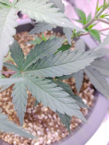 First grow in first set up — vegetative, day 54