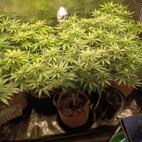 TentPlantLightFan — flower, day 93