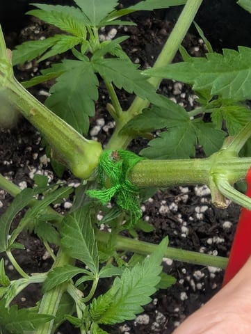 B E A utiful  — vegetative, day 42