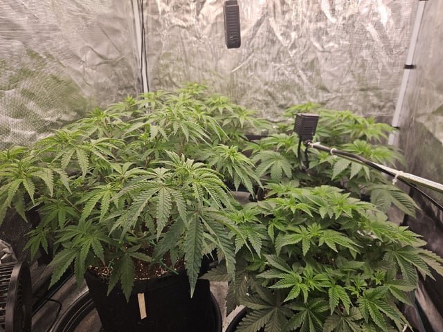 Scary Berries — vegetative, day 47