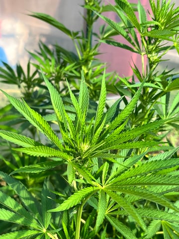 BlackBerry Moonrocks  — flower, day 17