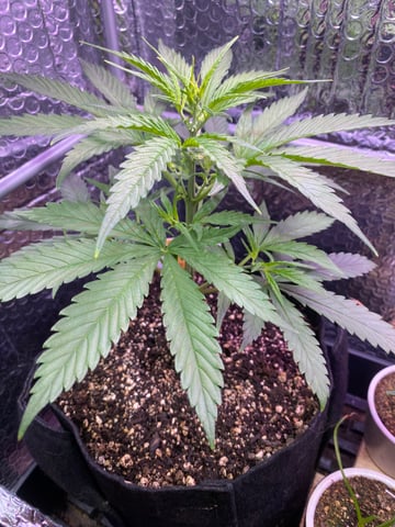 widows’ mimosa f1 — flower, day 37