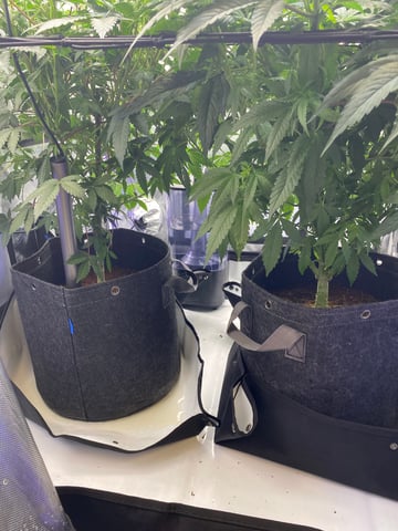 E Grow  — flower, day 3