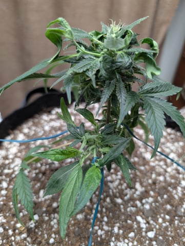 C99 CloneWars! — grow_setup, day 1