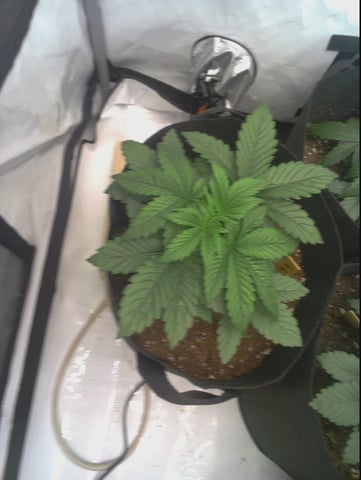 #2 — grow_setup, day 1