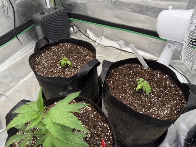 Late Season Start  — vegetative, day 11
