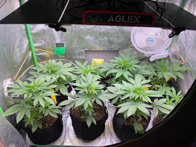 The White X Run Away Bride #3 — vegetative, day 35