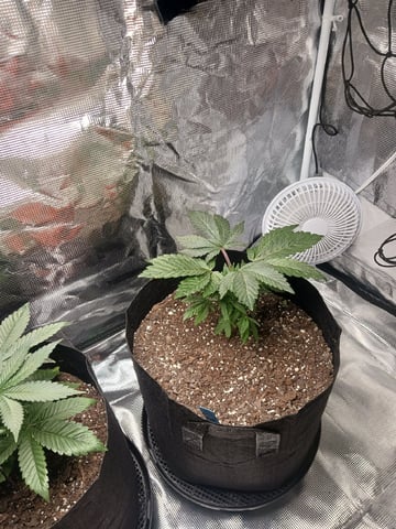 4th Grow — vegetative, day 9
