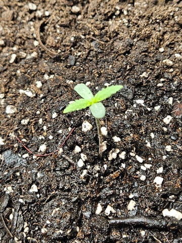 Mango Runtz — seedling_rooting, day 10