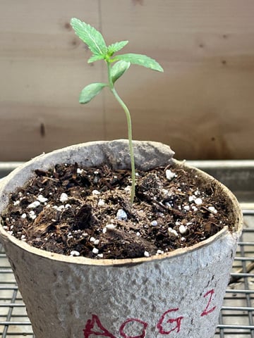 First ever grow — seedling_rooting, day 15