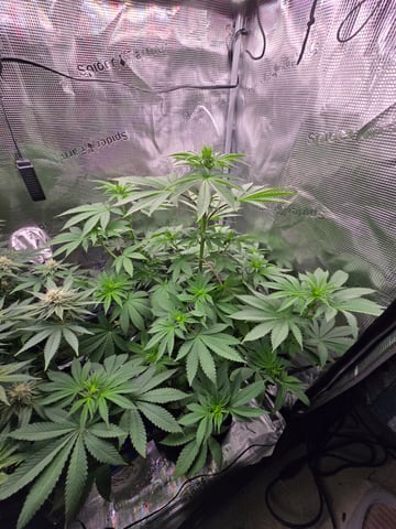 Northern lights #10 2nd plant (Selkies) — flower, day 49
