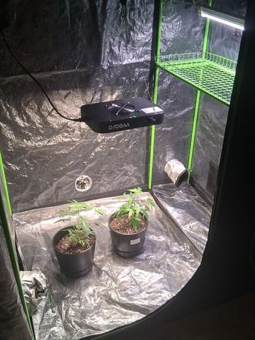 S&D  First Grow — grow_setup, day 1