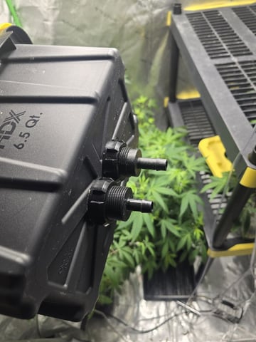 GLOOKIES — grow_setup, day 1