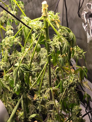 Durban purp — flower, day 79