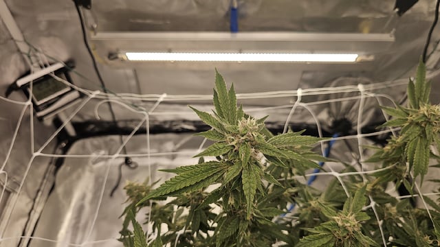 Jelousy Fast(Photo) & Ultra Voilet (Auto) — flower, day 53
