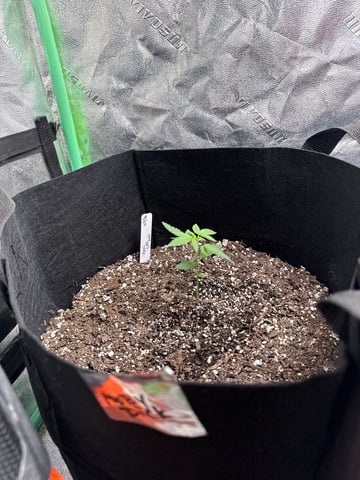 Auto 3/9/26 — seedling_rooting, day 14