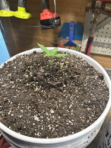 Season 2 — seedling_rooting, day 17