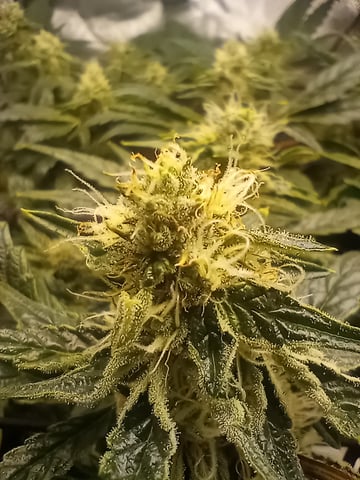 Wizard Punch first grow  — flower, day 90