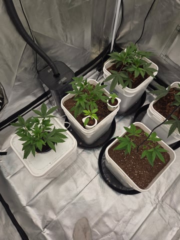 OG Kush  — seedling_rooting, day 20