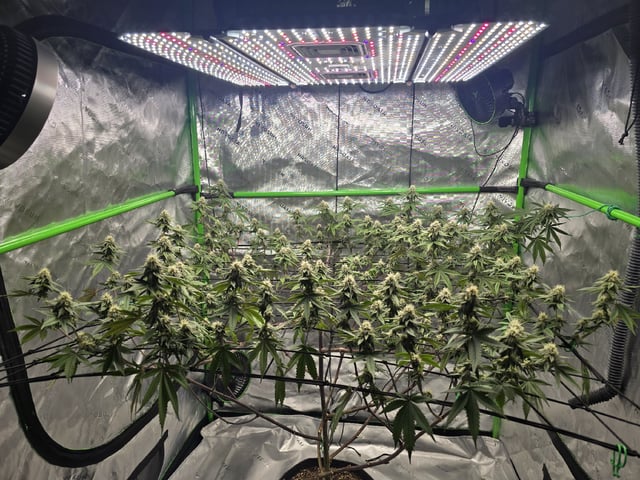 CLONES — flower, day 90