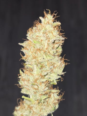 2nd Autoflower Indoor Grow — flower, day 98