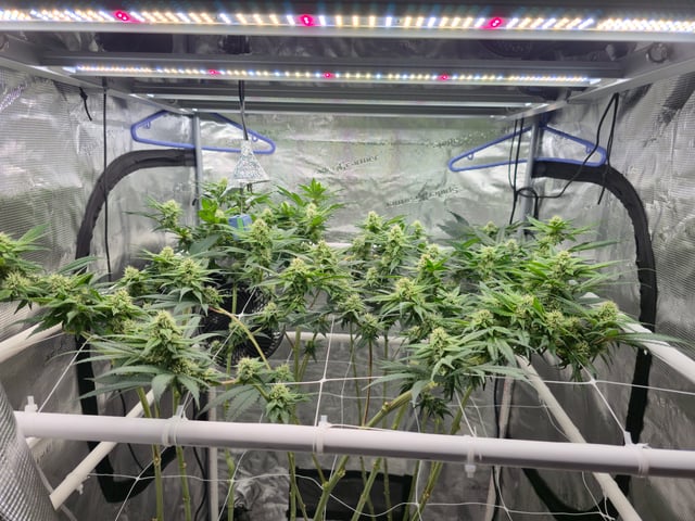 Grow 3 — flower, day 32