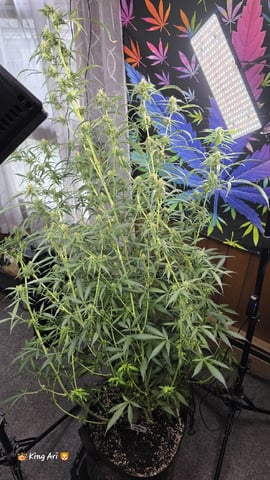 Slightly Stoopid Fruits  — flower, day 36