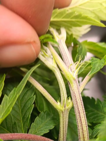 Master Kush — vegetative, day 39