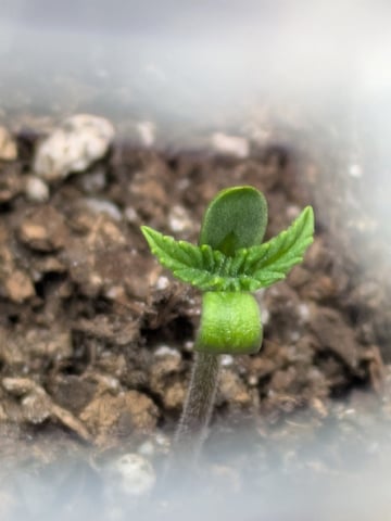 Ricky Bobby / Super Silver Haze Auto Fem — seedling_rooting, day 4