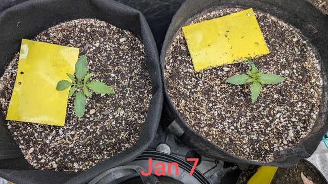 Perpetual Autoflower Mixed Grow #3 — germination, day 17
