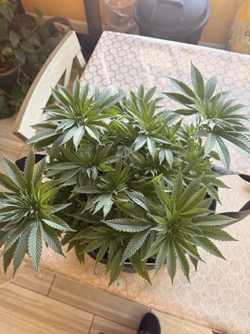 BloodMoon Gelato — vegetative, day 52