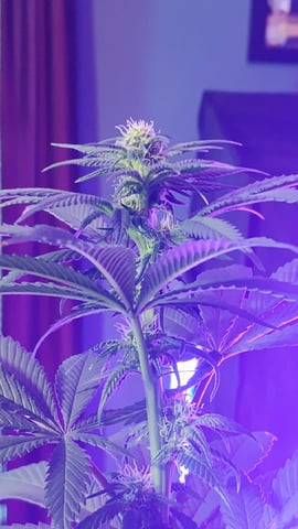 first grow  — grow_setup, day 36