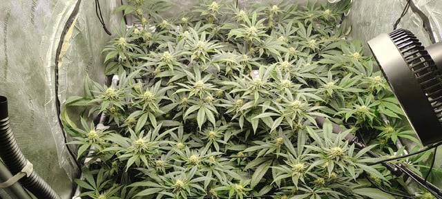 Punch Mints — flower, day 32