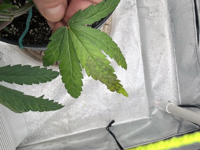 Blue Dream Grow — vegetative, day 21